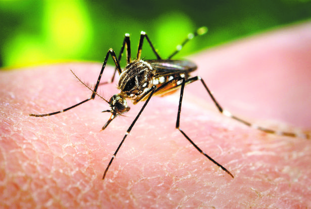 Proteja-se das picadas de mosquitos e dos carrapatos